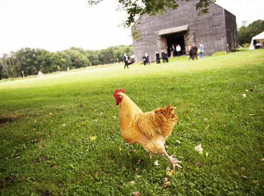 chicken on farm wedding